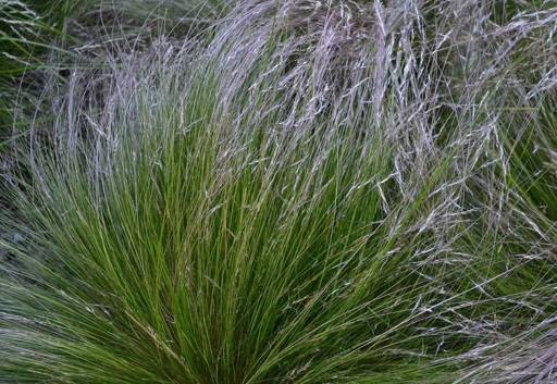 Grass going brown